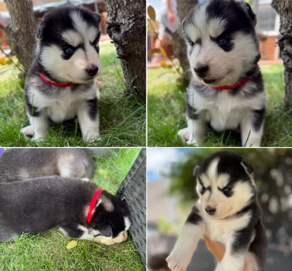 Bellissimi cuccioli di Siberian Husky disponibili per adozione | Foto 0