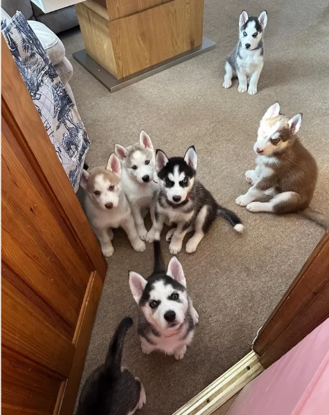 Bellissimi cuccioli di Siberian Husky disponibili per adozione | Foto 2