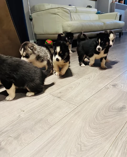 Bellissimi cuccioli di Siberian Husky disponibili per adozione