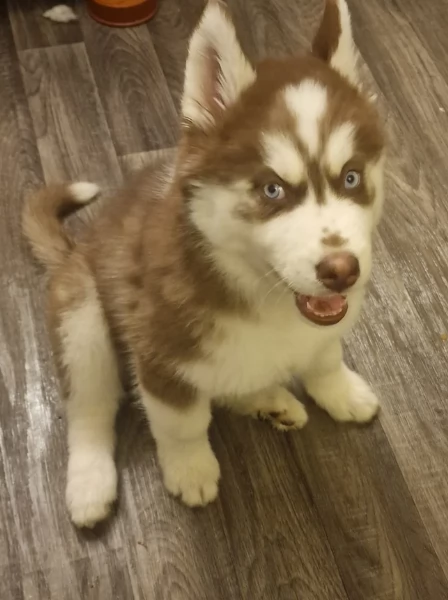 Bellissimi cuccioli di Siberian Husky disponibili per adozione | Foto 5