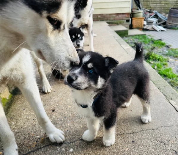 Bellissimi cuccioli di Siberian Husky disponibili per adozione | Foto 0