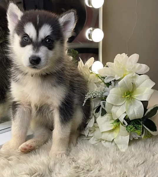 Bellissimi cuccioli di Siberian Husky disponibili per adozione | Foto 0