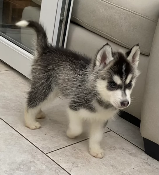 Bellissimi cuccioli di Siberian Husky disponibili per adozione