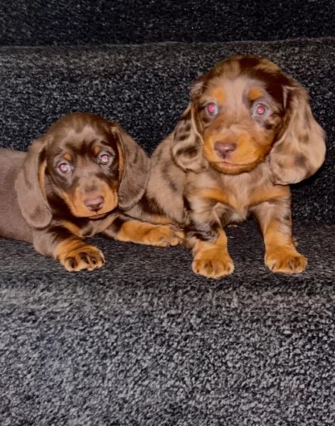 meravigliosi bassotto per adozione | Foto 1