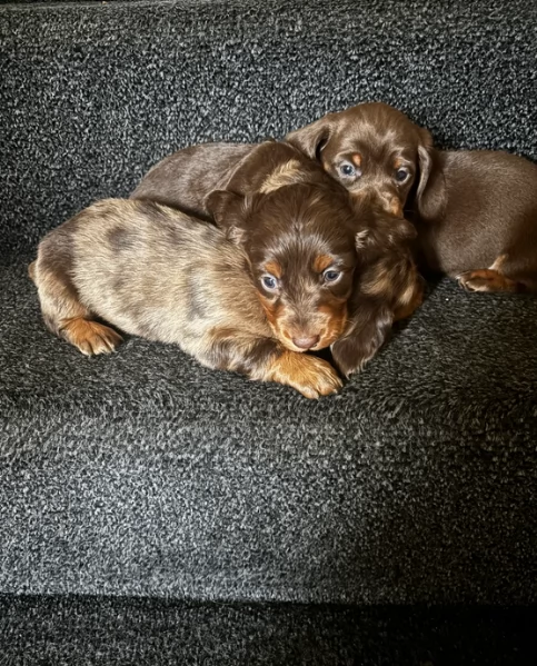 meravigliosi bassotto per adozione