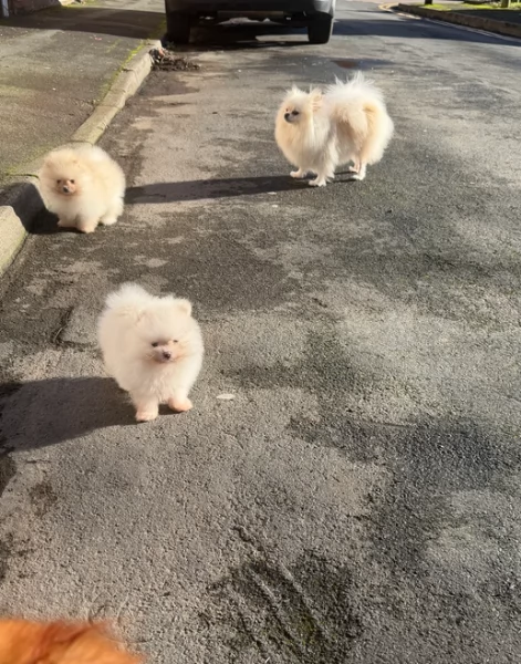  REGALO VOLPINO POMERANIA MINI TOY in adozione