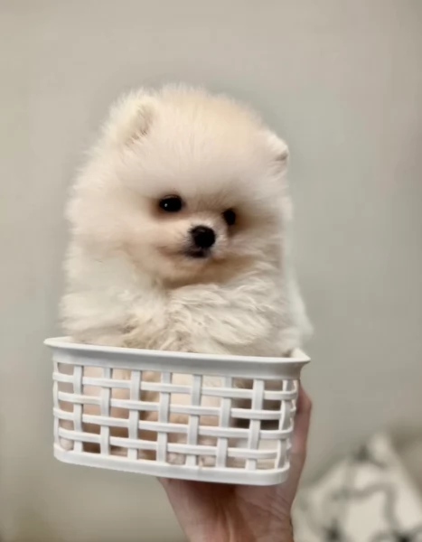  REGALO VOLPINO POMERANIA MINI TOY in adozione | Foto 5