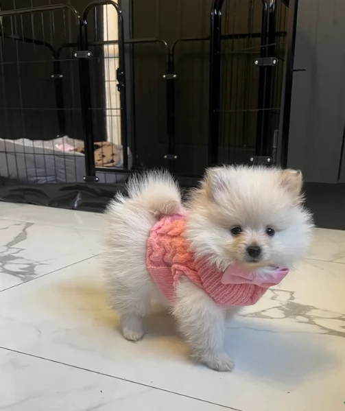  REGALO VOLPINO POMERANIA MINI TOY in adozione | Foto 2