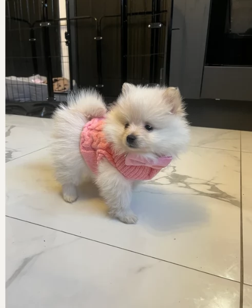  REGALO VOLPINO POMERANIA MINI TOY in adozione