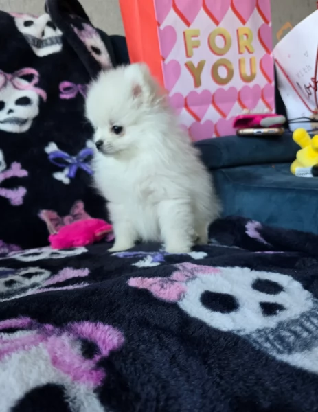  REGALO VOLPINO POMERANIA MINI TOY in adozione | Foto 4