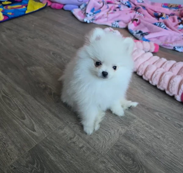  REGALO VOLPINO POMERANIA MINI TOY in adozione | Foto 3