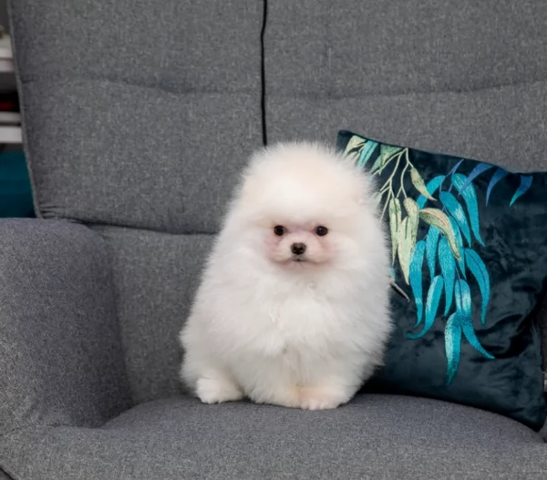  REGALO VOLPINO POMERANIA MINI TOY in adozione | Foto 2