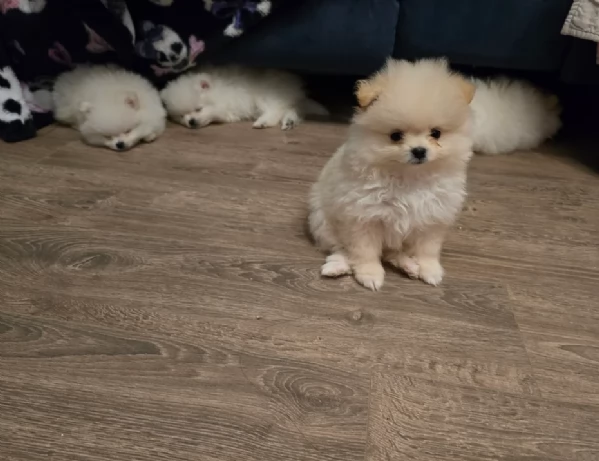  REGALO VOLPINO POMERANIA MINI TOY in adozione | Foto 2