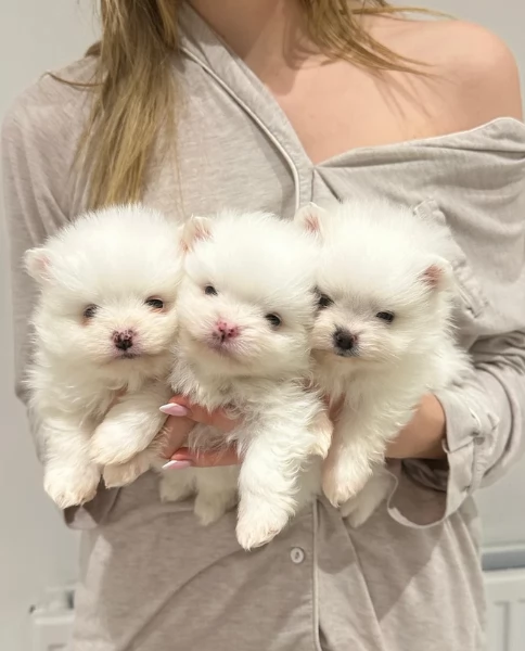  REGALO VOLPINO POMERANIA MINI TOY in adozione | Foto 2