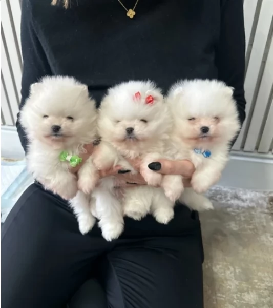  REGALO VOLPINO POMERANIA MINI TOY in adozione | Foto 1