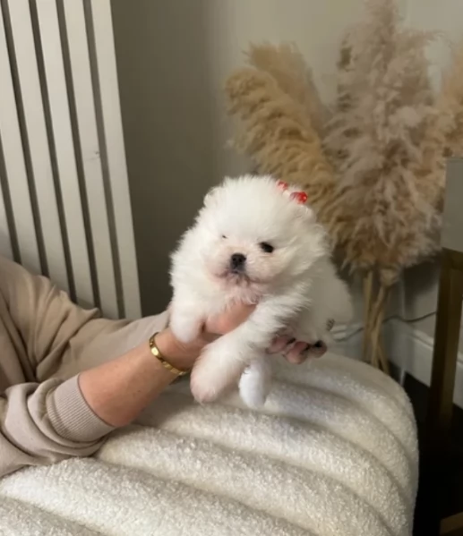  REGALO VOLPINO POMERANIA MINI TOY in adozione | Foto 0
