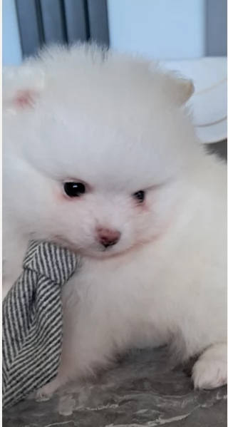  REGALO VOLPINO POMERANIA MINI TOY in adozione | Foto 0