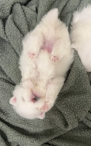  REGALO VOLPINO POMERANIA MINI TOY in adozione | Foto 2