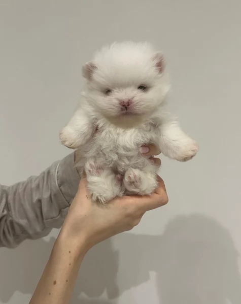  REGALO VOLPINO POMERANIA MINI TOY in adozione | Foto 1
