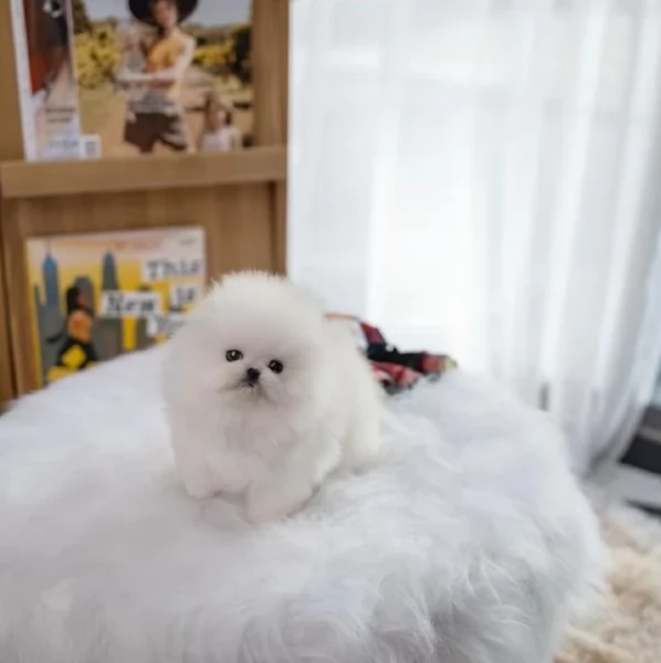  REGALO VOLPINO POMERANIA MINI TOY in adozione | Foto 1