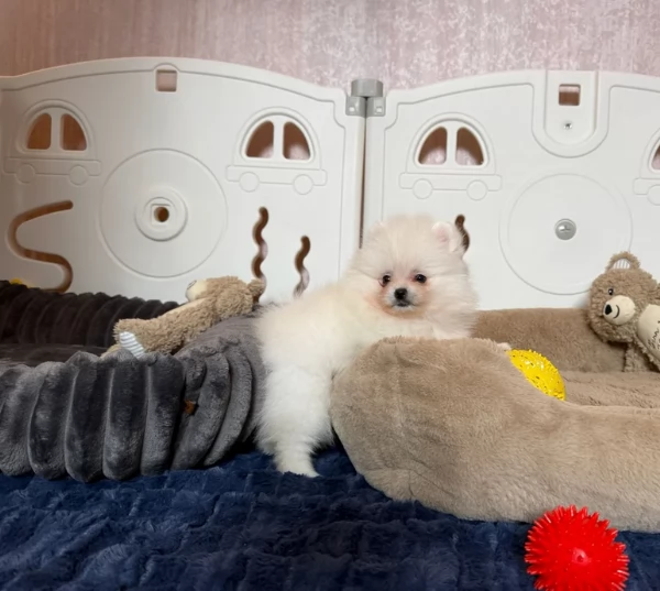  REGALO VOLPINO POMERANIA MINI TOY in adozione | Foto 6