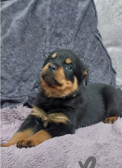 meravigliosi Rottweiler per adozione | Foto 6
