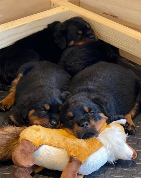 meravigliosi Rottweiler per adozione | Foto 6