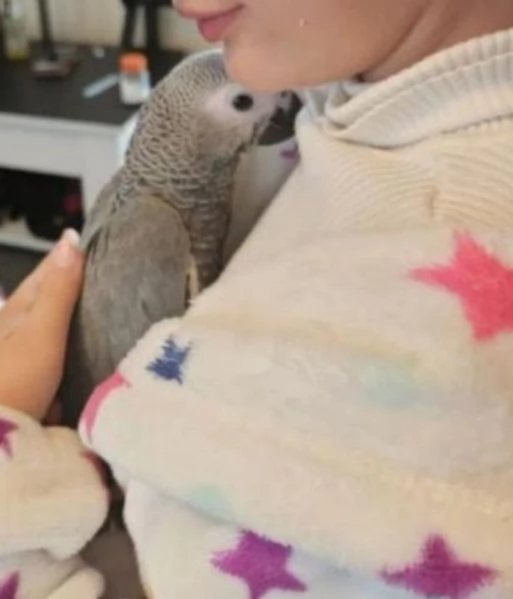 Pappagalli cenerini africani super addomesticati e molto coccolosi  | Foto 2