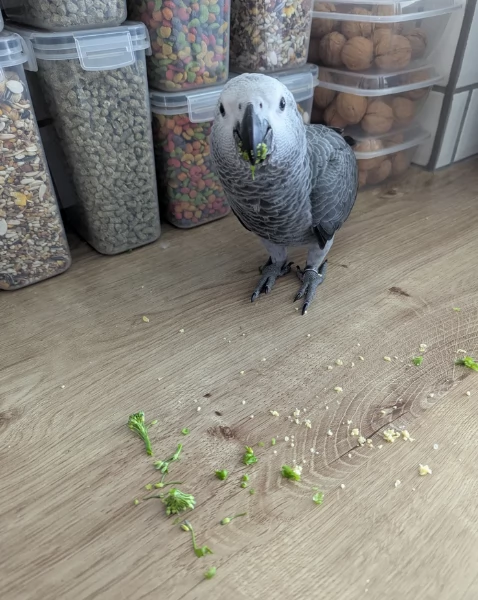 Pappagalli cenerini africani super addomesticati e molto coccolosi  | Foto 2