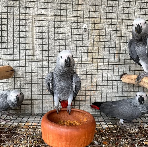 Pappagalli cenerini africani super addomesticati e molto coccolosi  | Foto 1