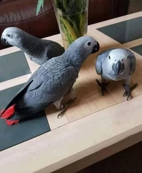 Pappagalli cenerini africani super addomesticati e molto coccolosi  | Foto 3