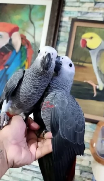 Pappagalli cenerini africani super addomesticati e molto coccolosi 