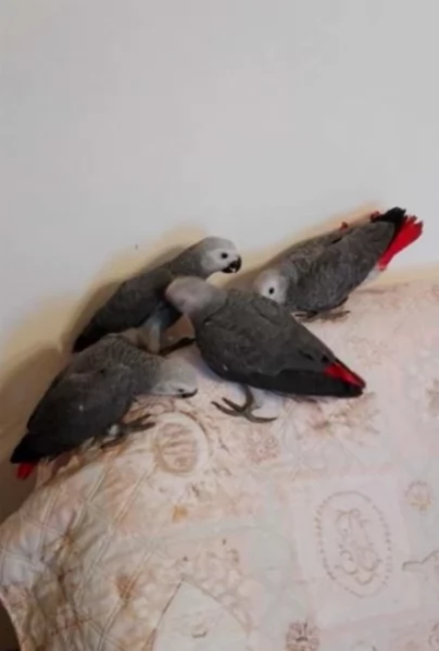 Pappagalli cenerini africani super addomesticati e molto coccolosi  | Foto 4
