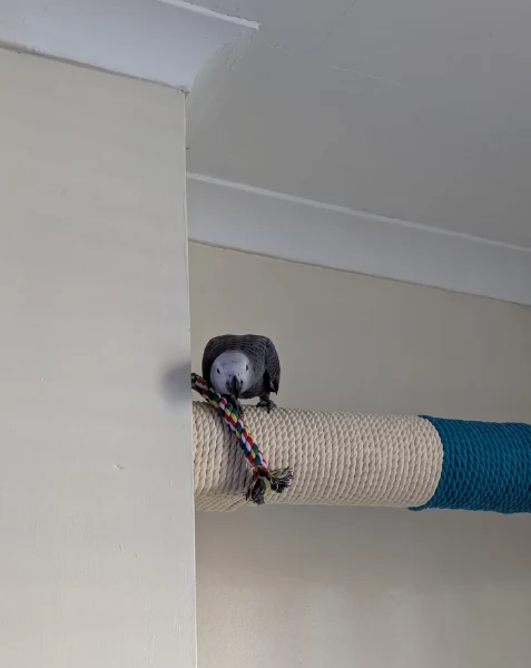 Pappagalli cenerini africani super addomesticati e molto coccolosi  | Foto 2