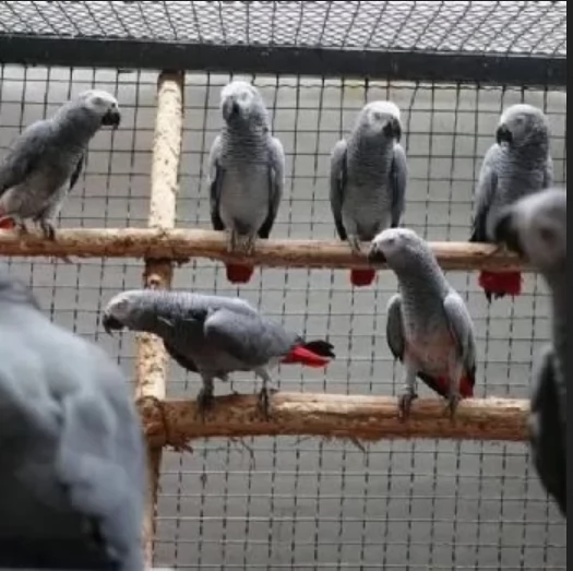 Pappagalli cenerini africani super addomesticati e molto coccolosi  | Foto 1