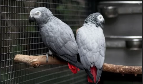 Pappagalli cenerini africani super addomesticati e molto coccolosi 