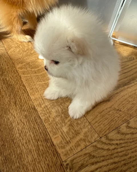 bellissimi cuccioli meravigliosi pomerania toy per adozione