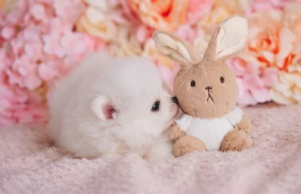 bellissimi cuccioli meravigliosi pomerania toy per adozione | Foto 5