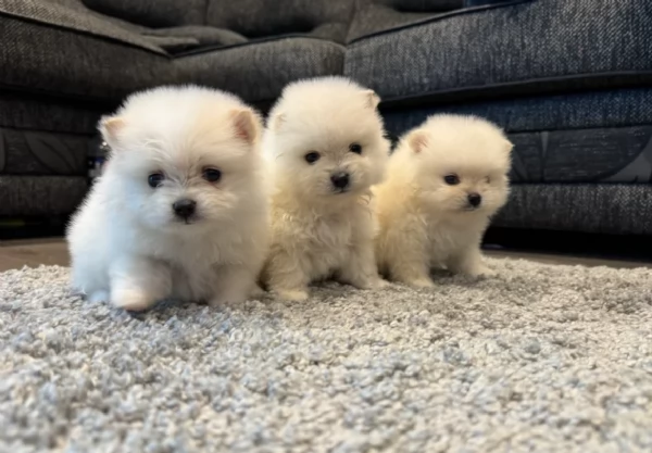 bellissimi cuccioli meravigliosi pomerania toy per adozione