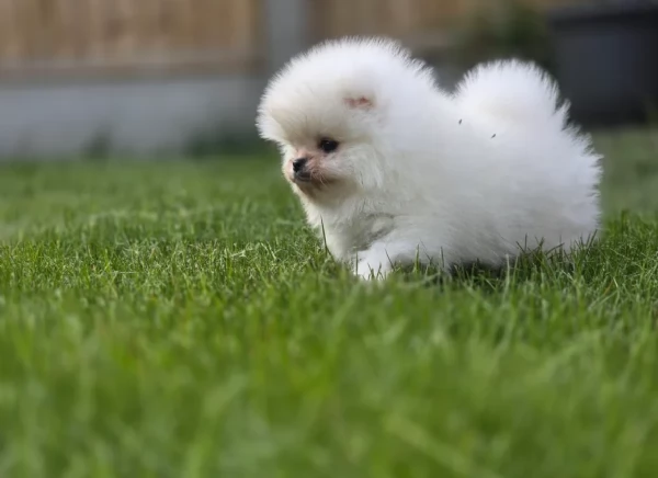 bellissimi cuccioli meravigliosi pomerania toy per adozione | Foto 3