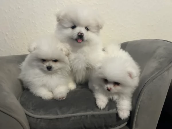 bellissimi cuccioli meravigliosi pomerania toy per adozione | Foto 2