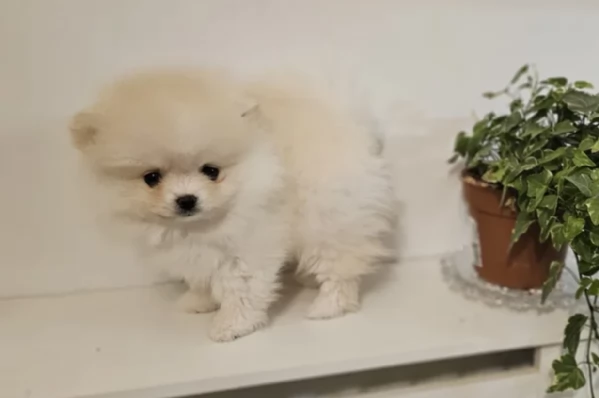 bellissimi cuccioli meravigliosi pomerania toy per adozione | Foto 0