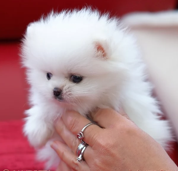 bellissimi cuccioli meravigliosi pomerania toy per adozione | Foto 4