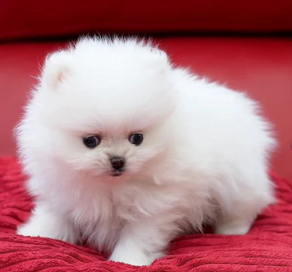 bellissimi cuccioli meravigliosi pomerania toy per adozione | Foto 2