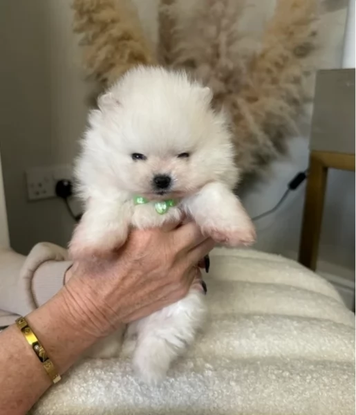 bellissimi cuccioli meravigliosi pomerania toy per adozione | Foto 1