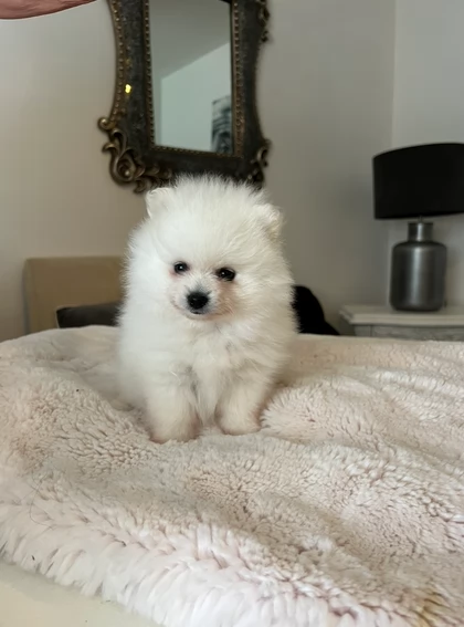 bellissimi cuccioli meravigliosi pomerania toy per adozione