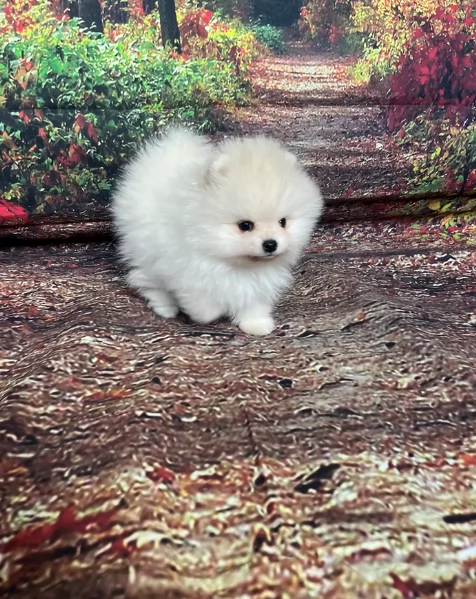 bellissimi cuccioli meravigliosi pomerania toy per adozione | Foto 2