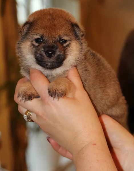 cuccioli di shiba Inu per adozione