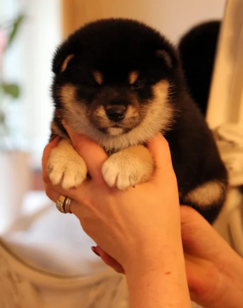 cuccioli di shiba Inu per adozione | Foto 0