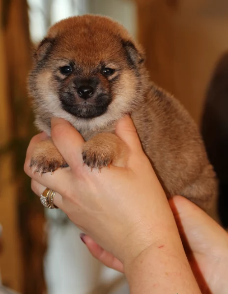 cuccioli di shiba Inu per adozione | Foto 0